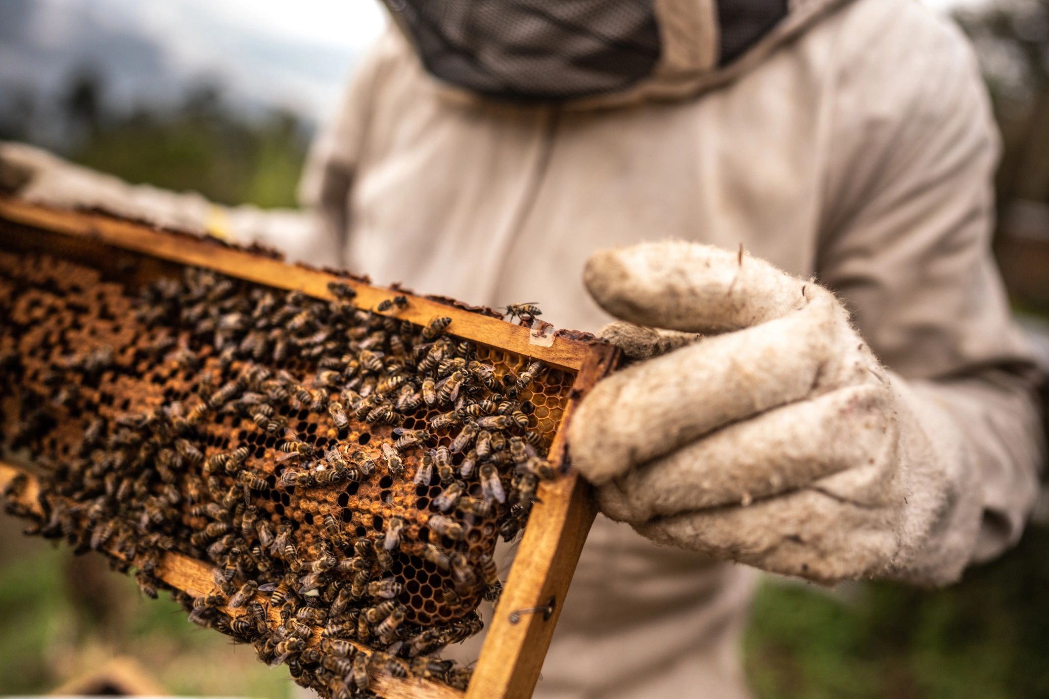 Beekeeper collecting honey from honeycomb